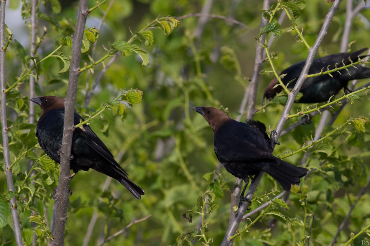 Brown-headed Cowbird - ML28800181