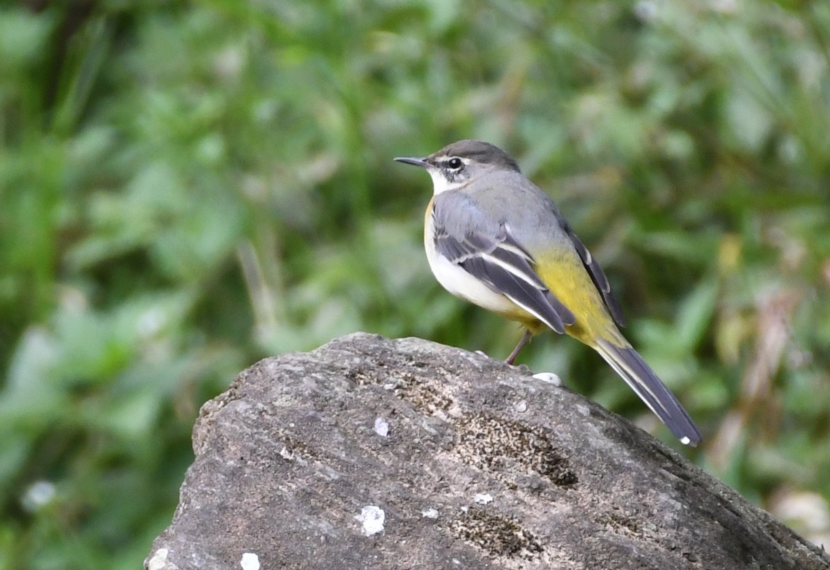 灰鶺鴒 - ML288002941