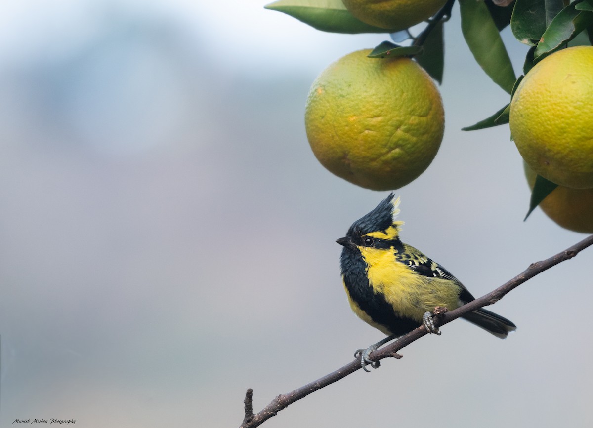 Himalayan Black-lored Tit - ML288002971