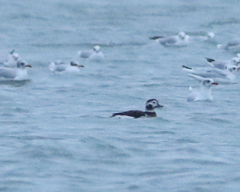 Long-tailed Duck - ML288003081