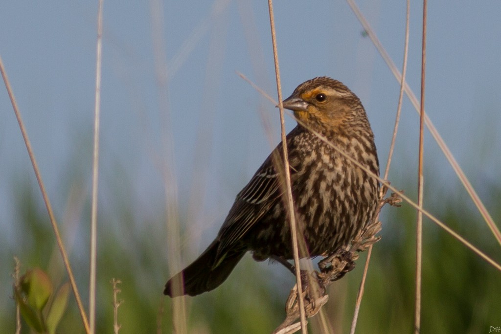 Red-winged Blackbird - ML28800341