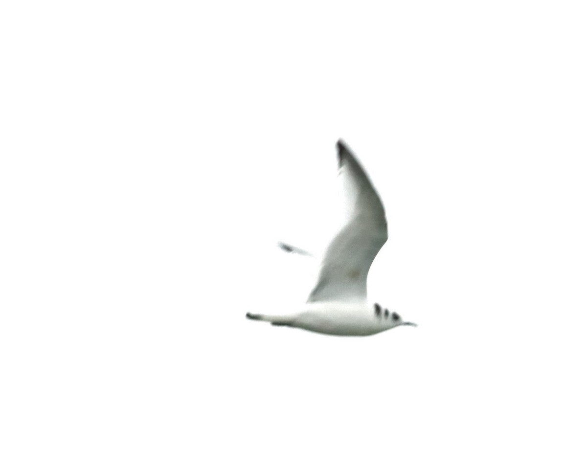Mouette tridactyle - ML288003611