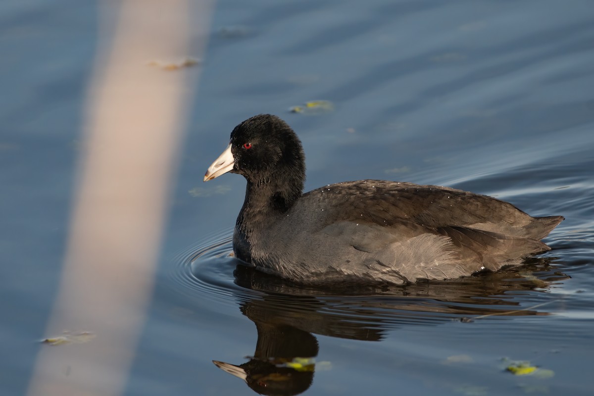 American Coot - Ken Pitts