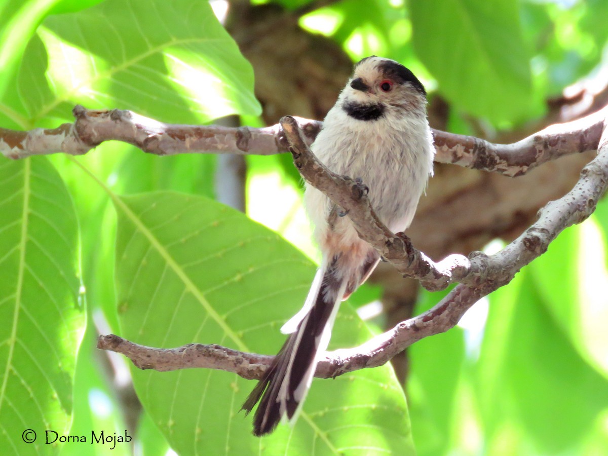 Long-tailed Tit - Dorna Mojab