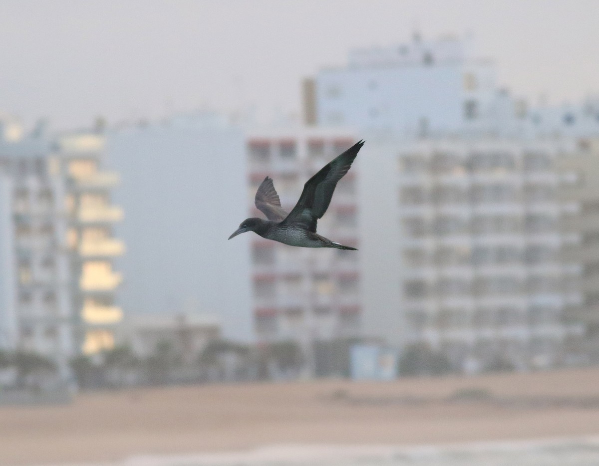 Northern Gannet - Georg Schreier Birdwatching Algarve