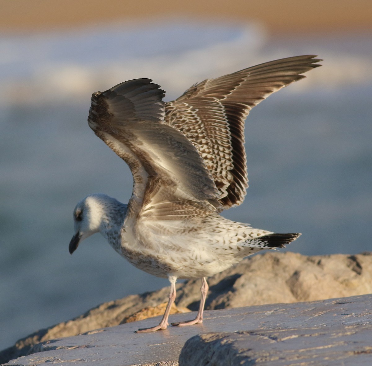 Great Black-backed Gull - ML288005671