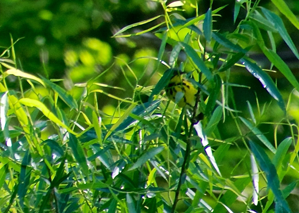 Magnolia Warbler - ML28800571