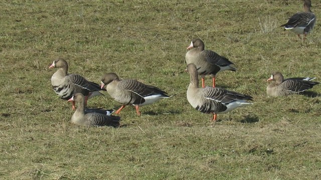 Greater White-fronted Goose - ML288005881
