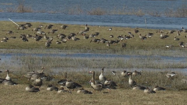 Greater White-fronted Goose - ML288005911