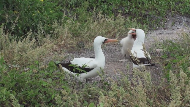 Nazca Booby - ML288006541