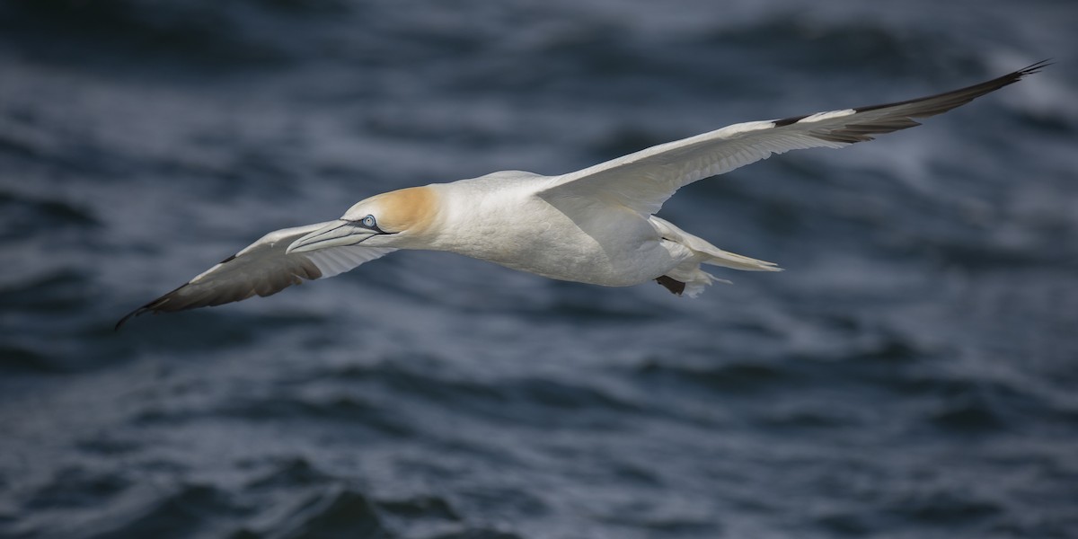 Northern Gannet - benny cottele