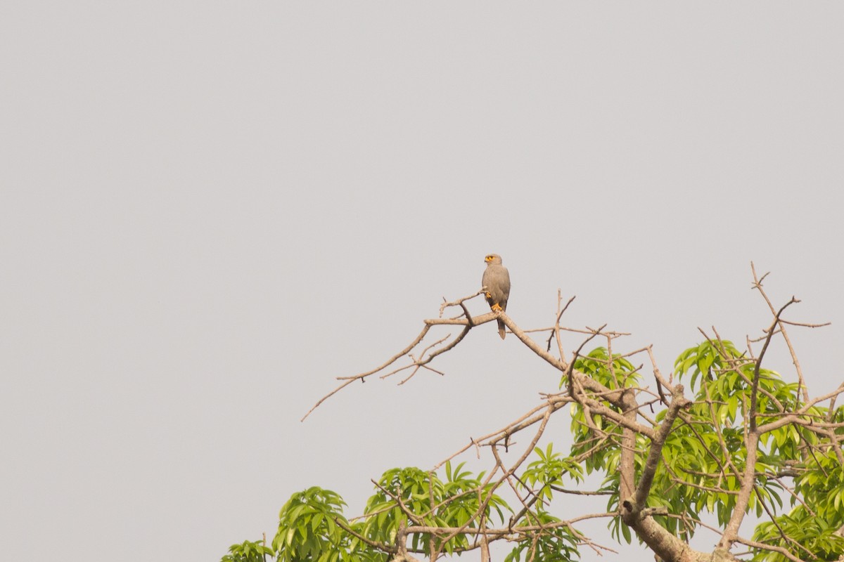 Gray Kestrel - ML288008201