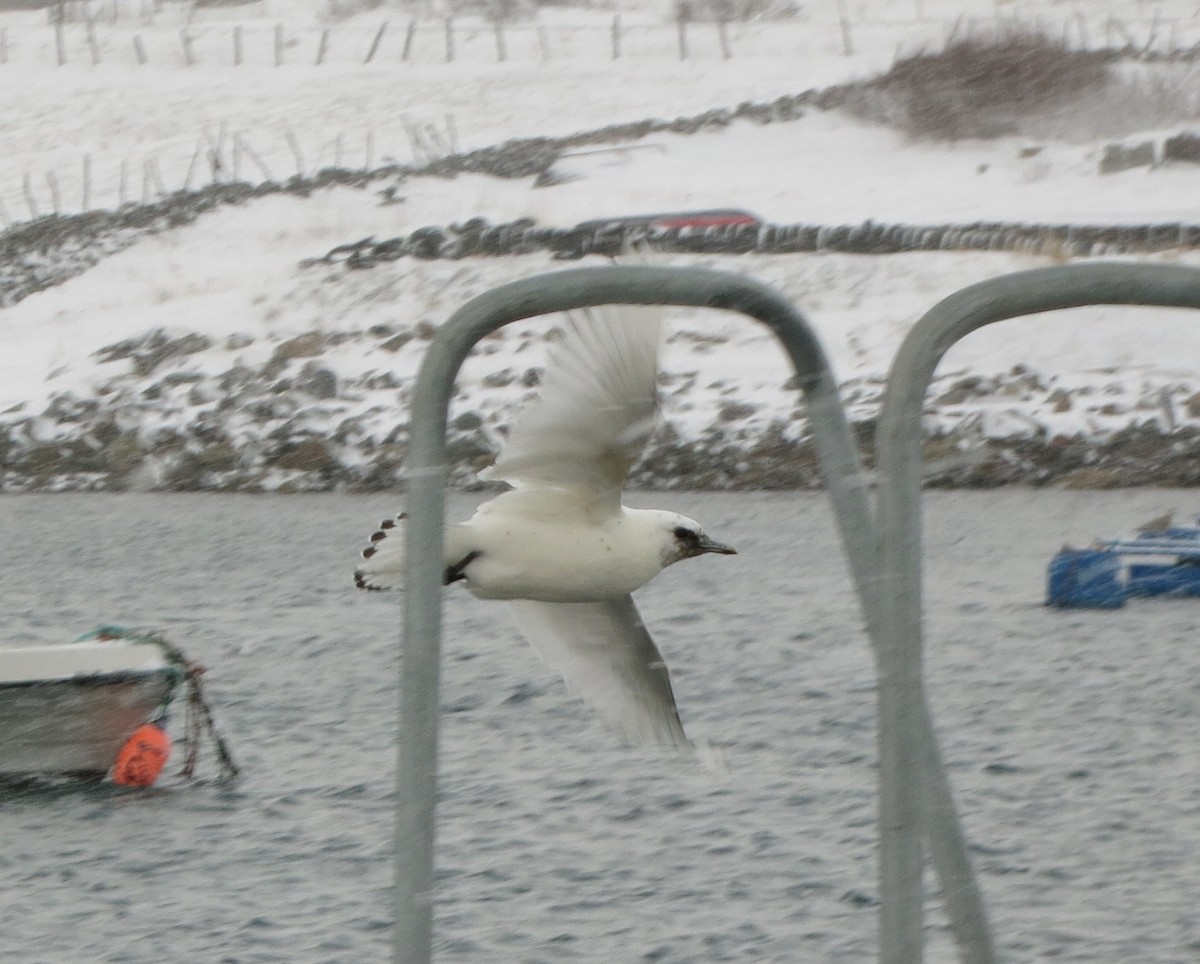 Ivory Gull - ML288009021