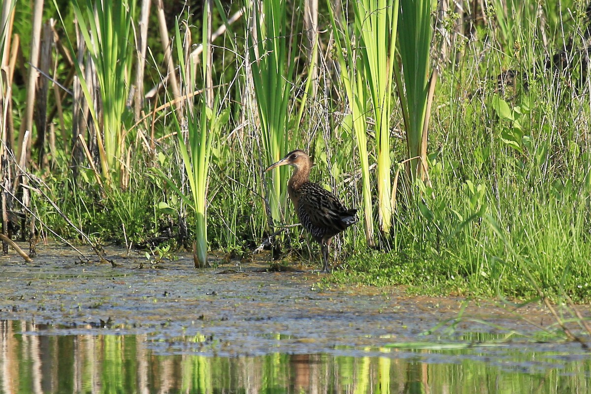 King Rail - ML28800911