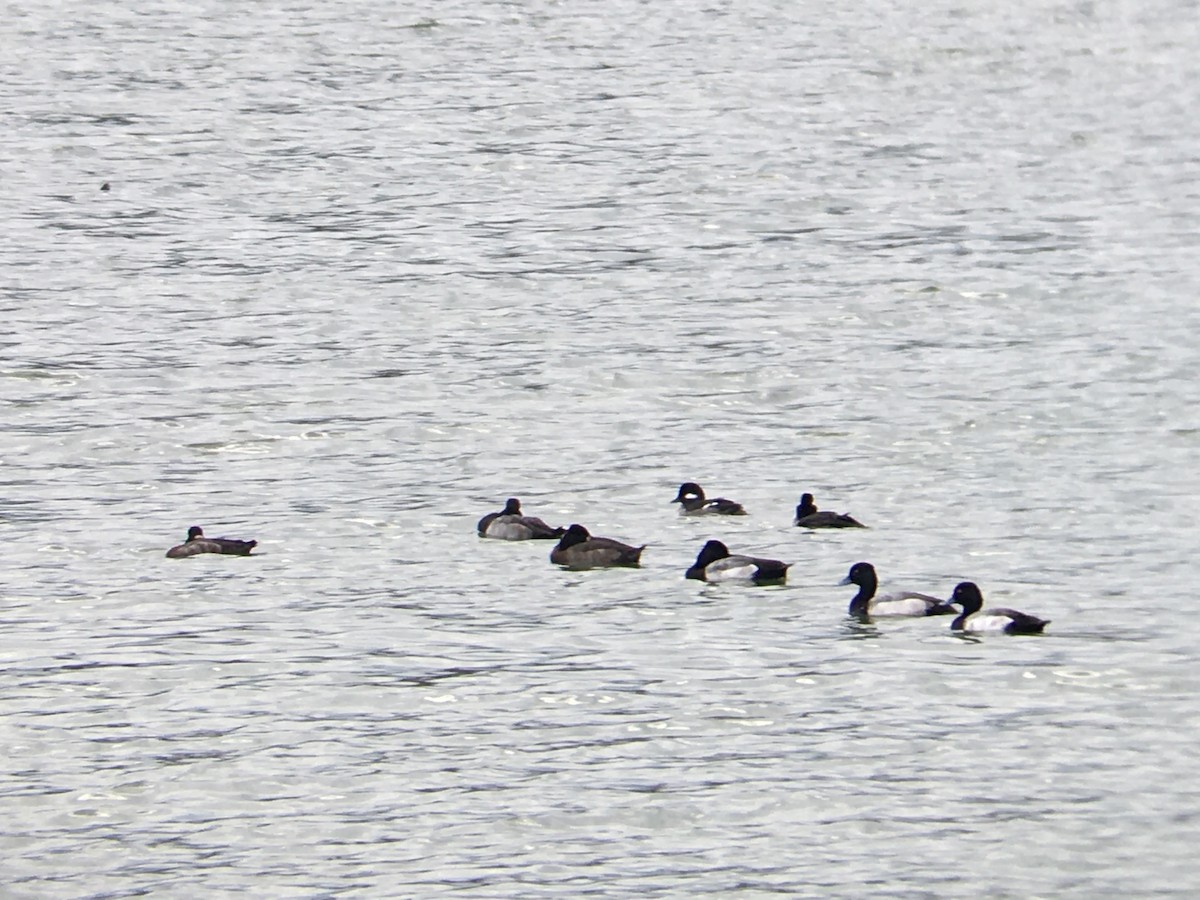 Bufflehead - ML288010921