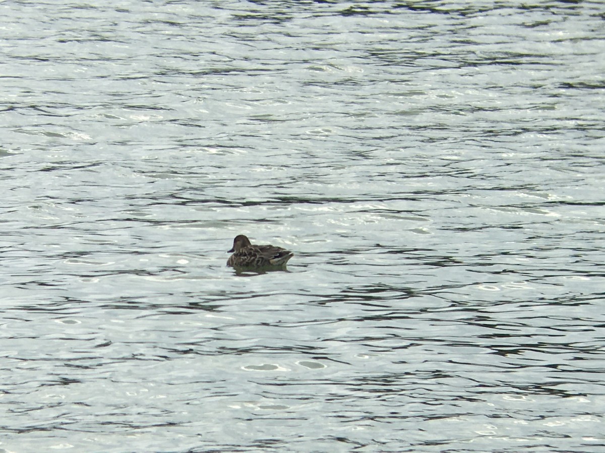 Green-winged Teal - ML288011191