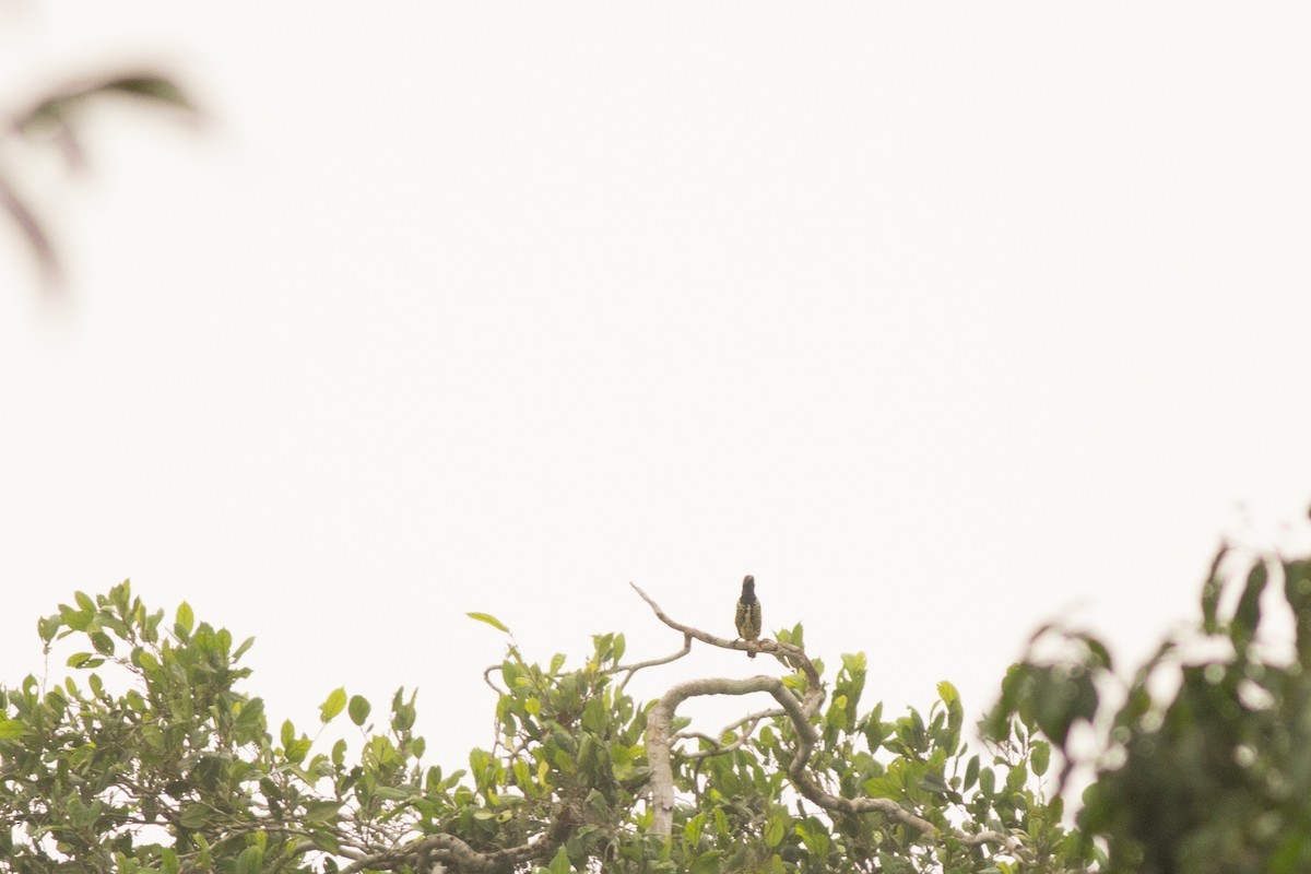 Yellow-spotted Barbet - Andreas Boe