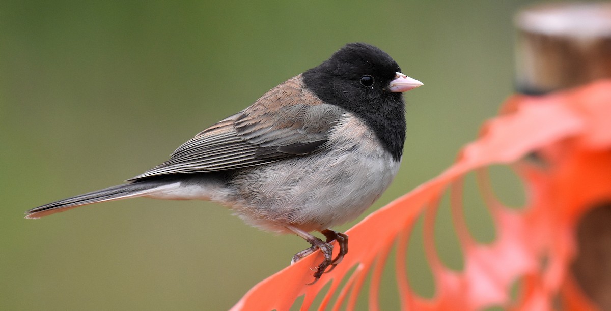 Junco Ojioscuro - ML28801331