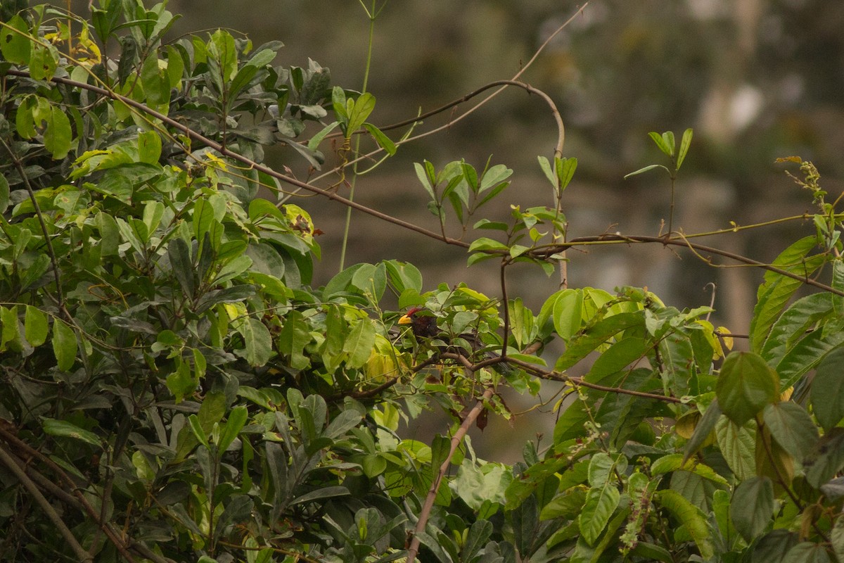 Barbudo Piquigualdo - ML288013321