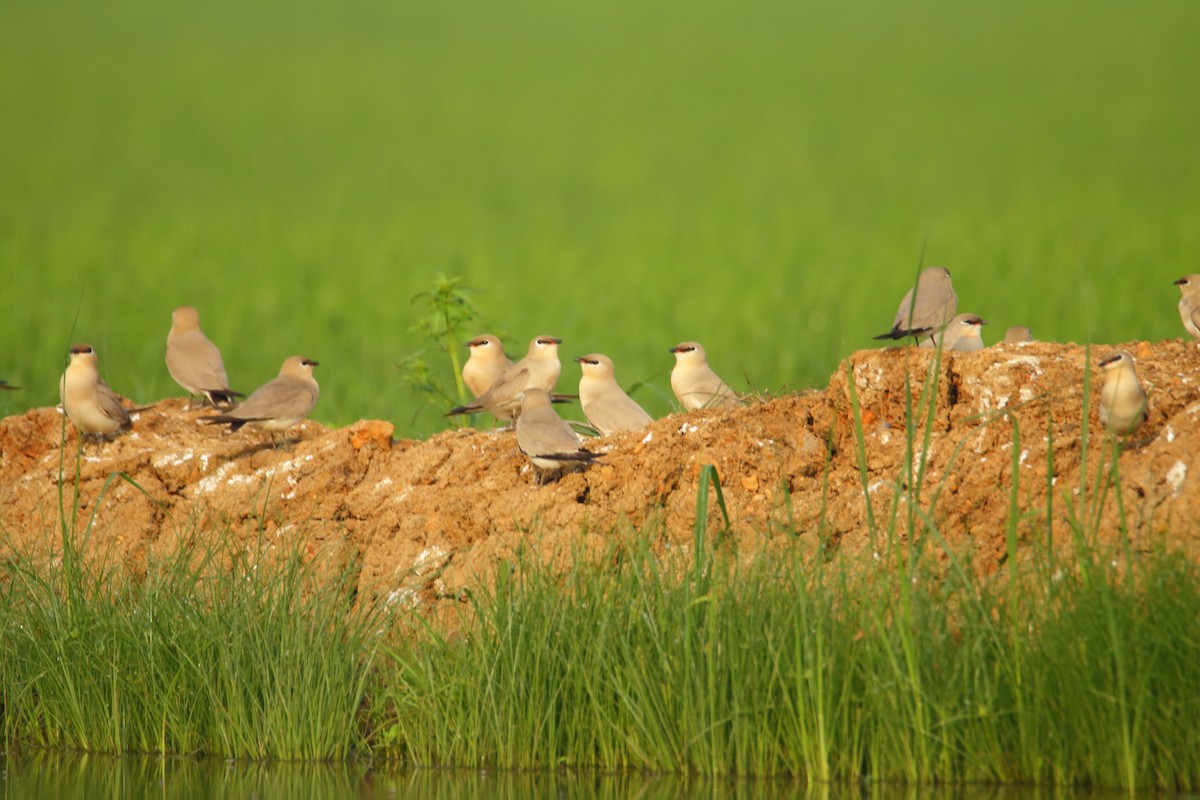 Small Pratincole - ML288013941