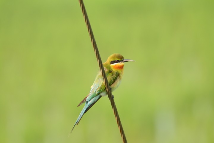 Blue-tailed Bee-eater - ML288015871