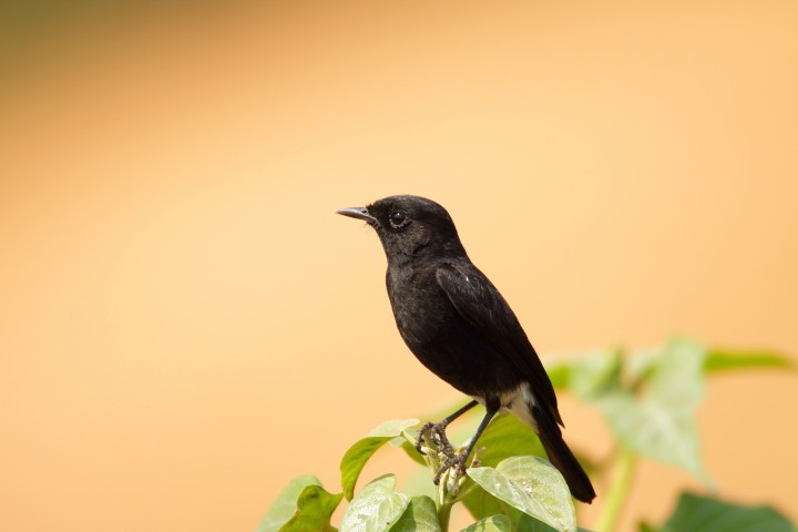 Pied Bushchat - ML288016041