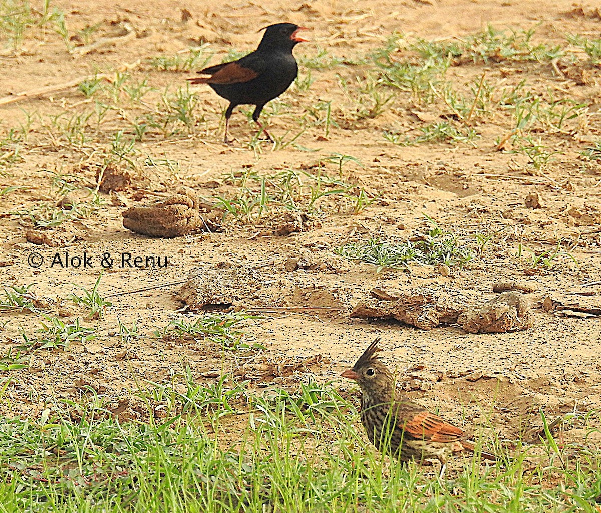 Crested Bunting - Alok Tewari