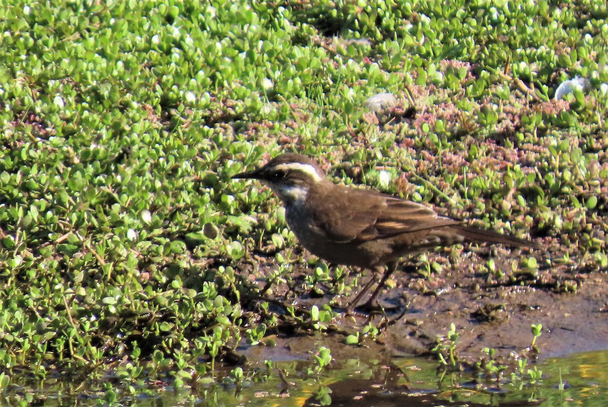 Dark-bellied Cinclodes - ML288017761