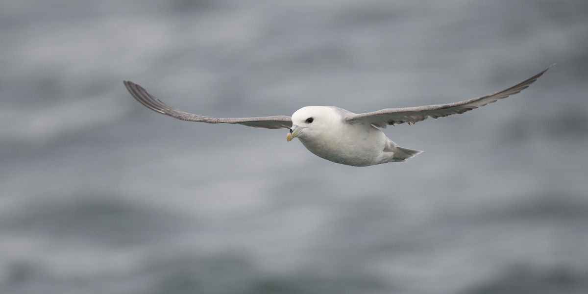 Northern Fulmar - ML288018021