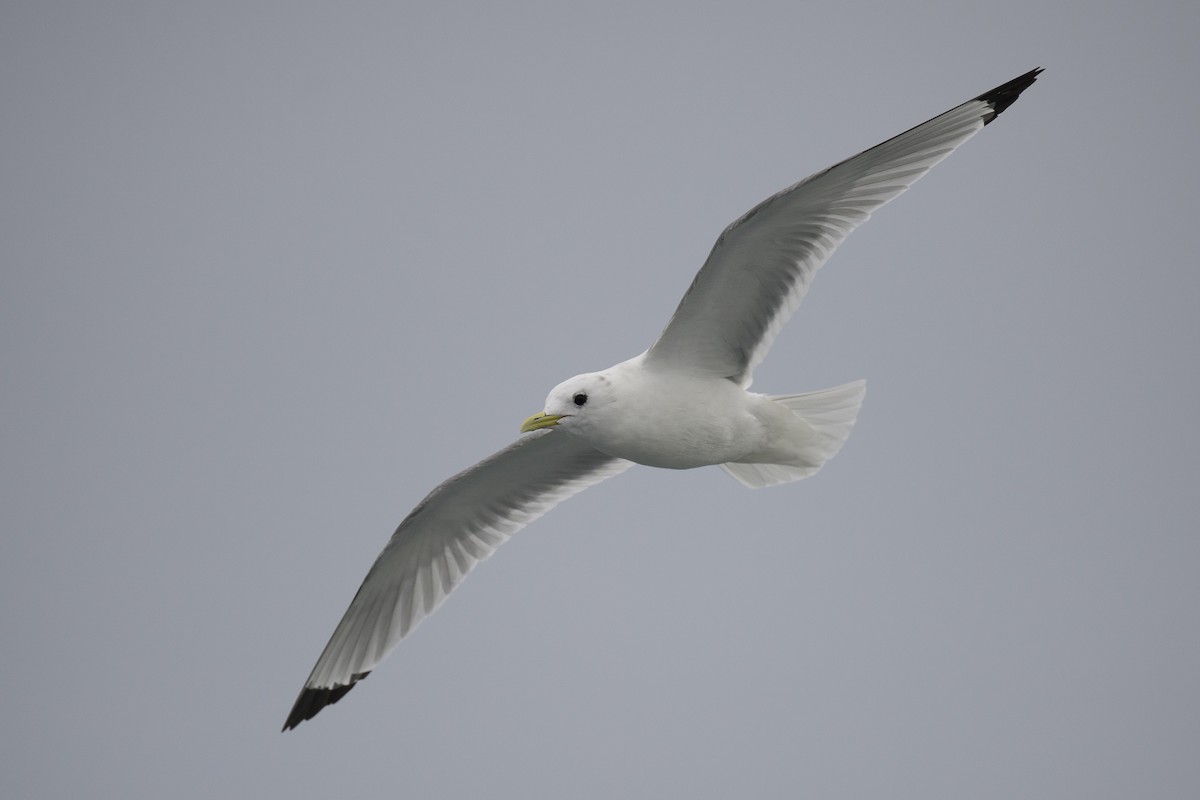 Black-legged Kittiwake - benny cottele