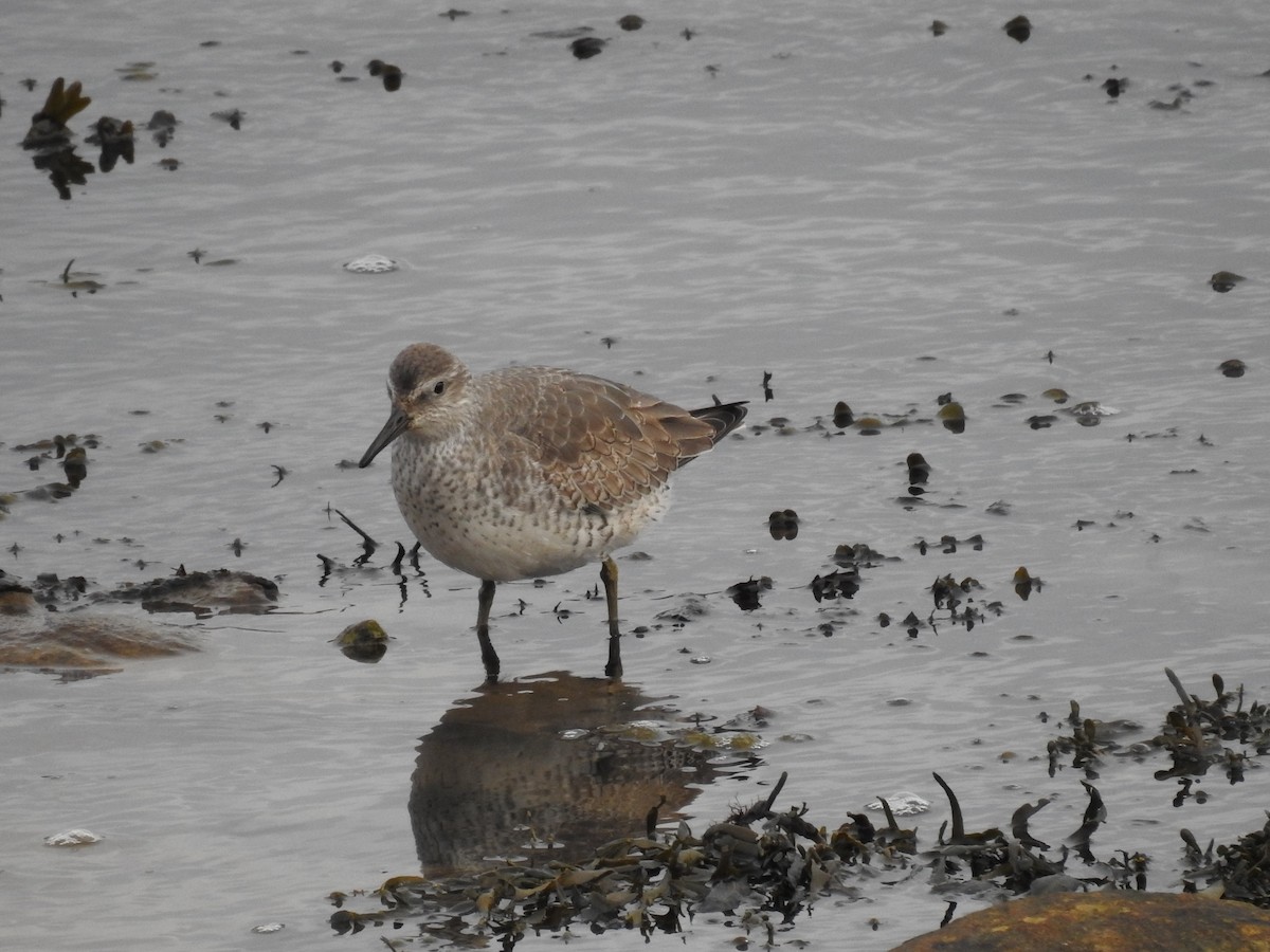 Red Knot - ML288019291