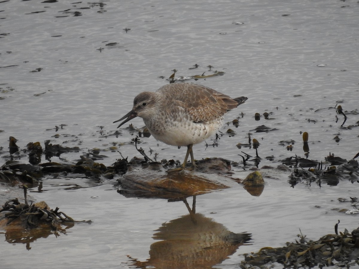 Red Knot - ML288019301
