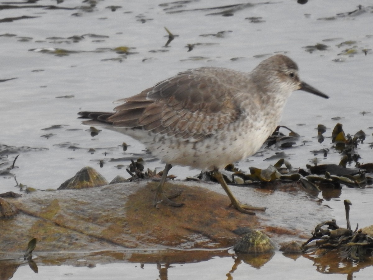 Red Knot - ML288019311