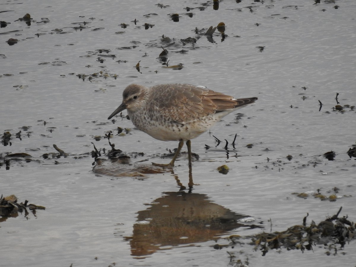 Red Knot - ML288019331