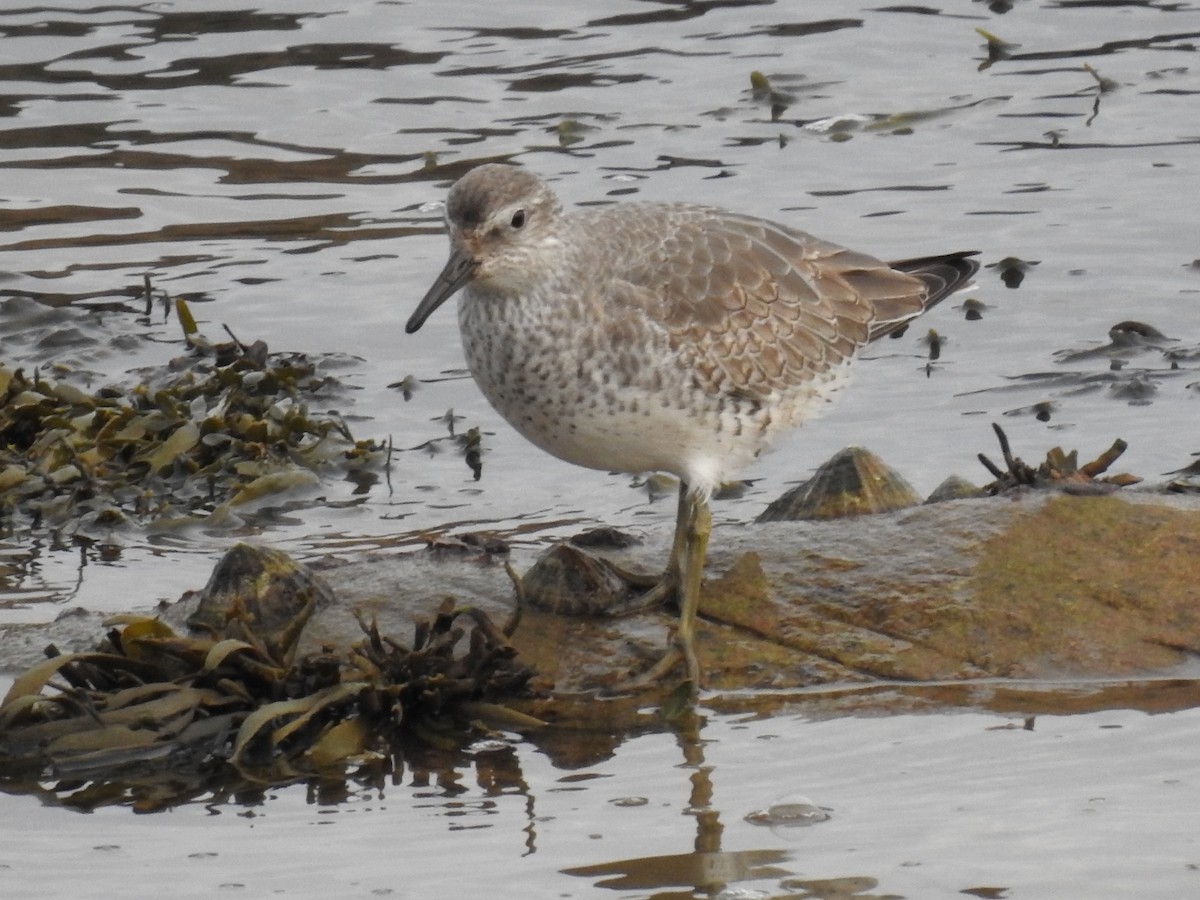 Red Knot - ML288019341