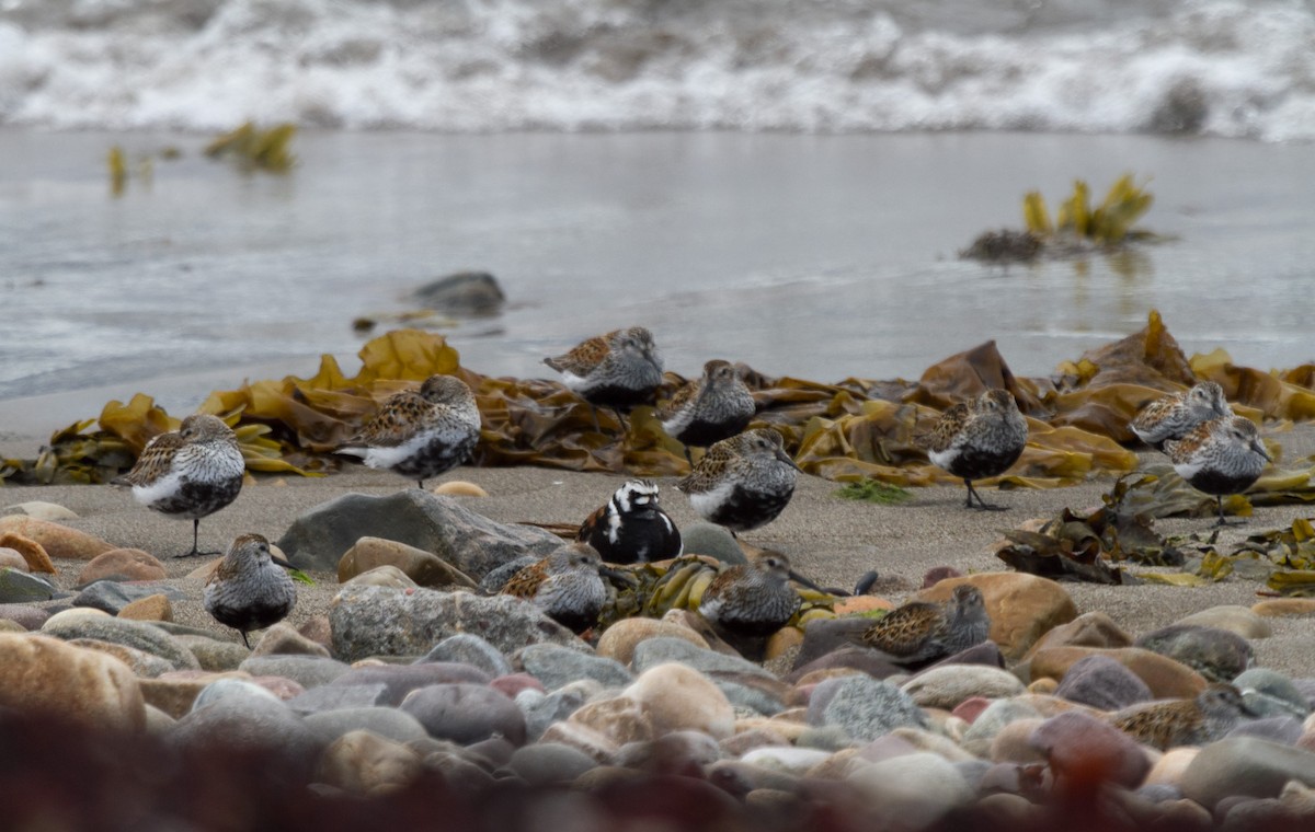 Dunlin - ML288019881