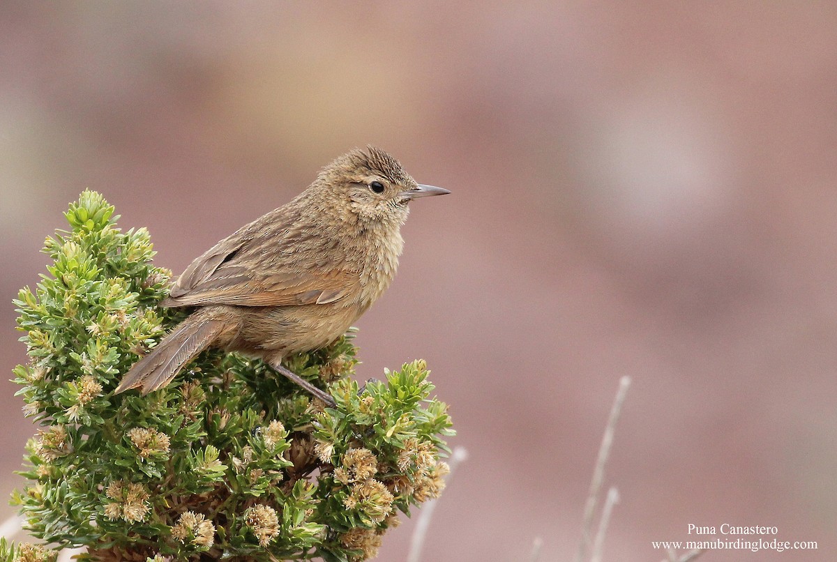 Streak-backed Canastero (Puna) - ML288020511