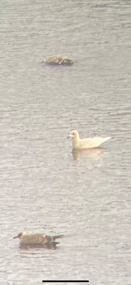 Iceland Gull - ML288023141