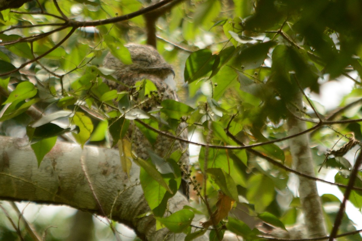 Great Potoo - ML288024721