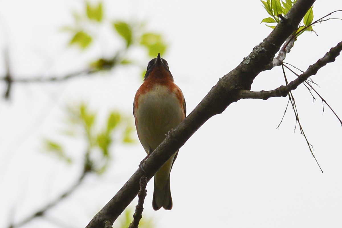 Bay-breasted Warbler - ML28802501