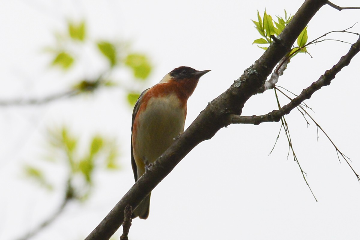 Bay-breasted Warbler - ML28802521