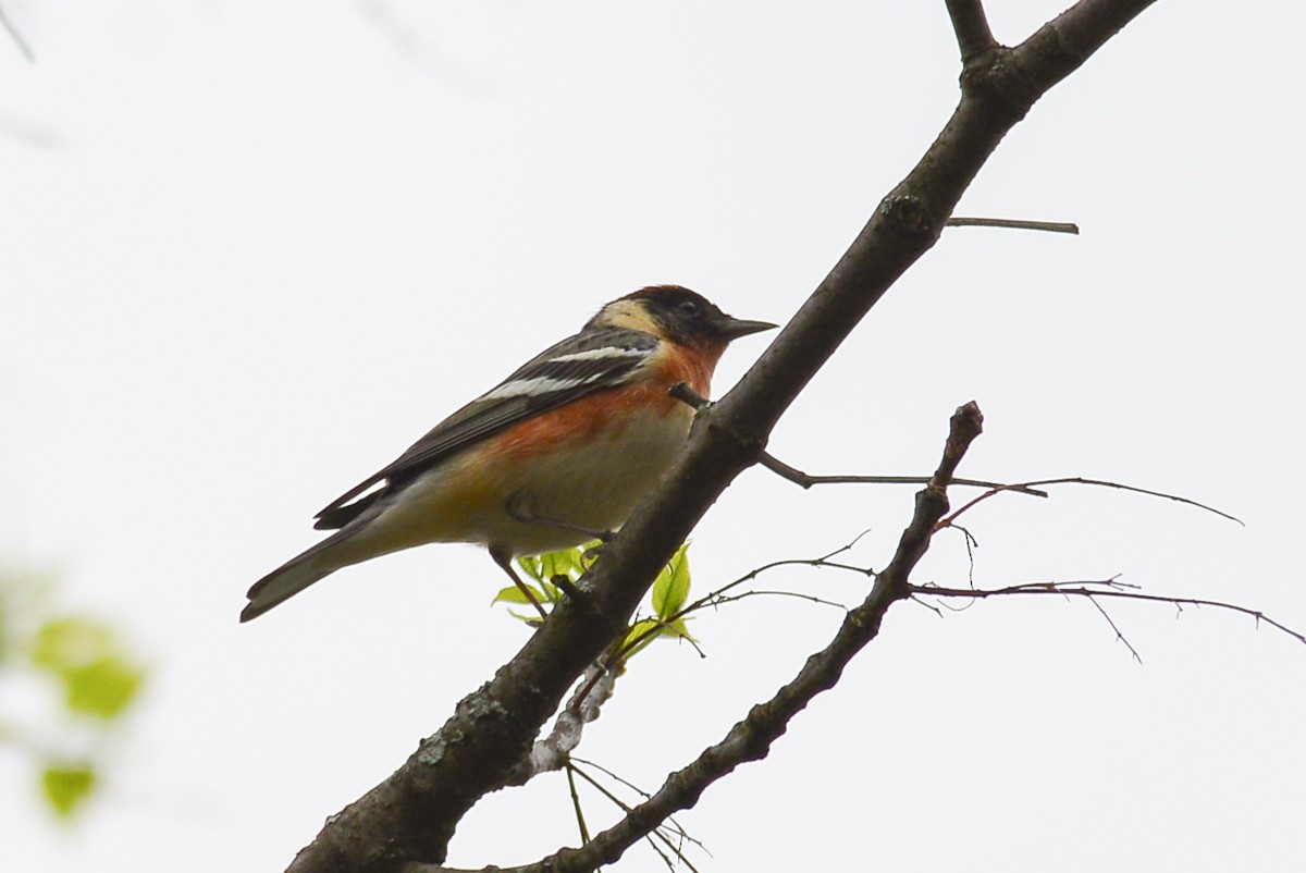 Bay-breasted Warbler - ML28802551