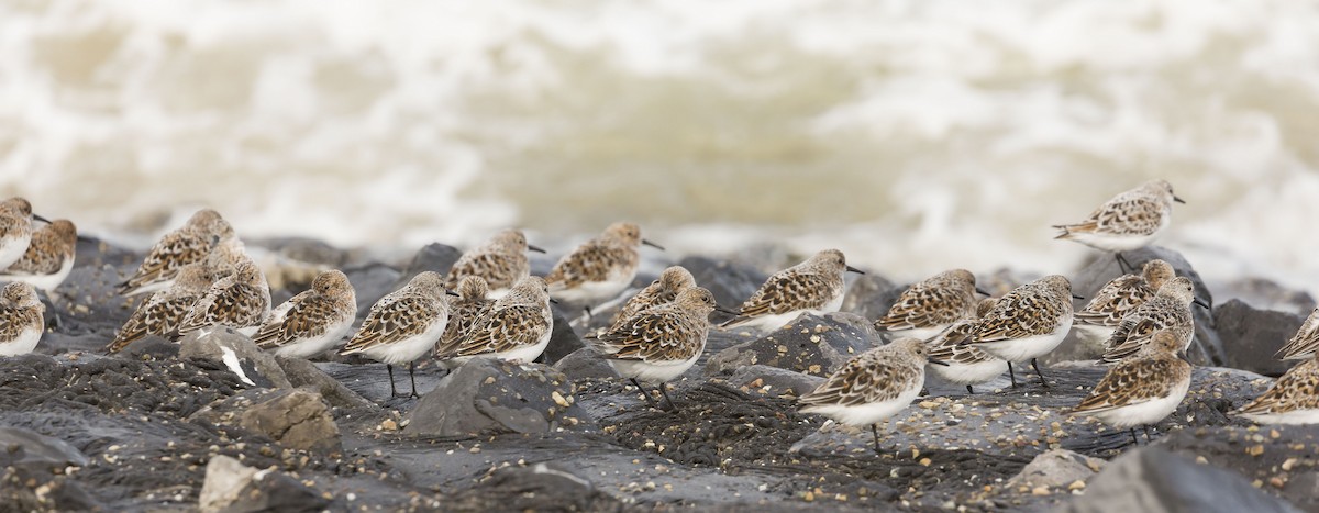 Bécasseau sanderling - ML28802611