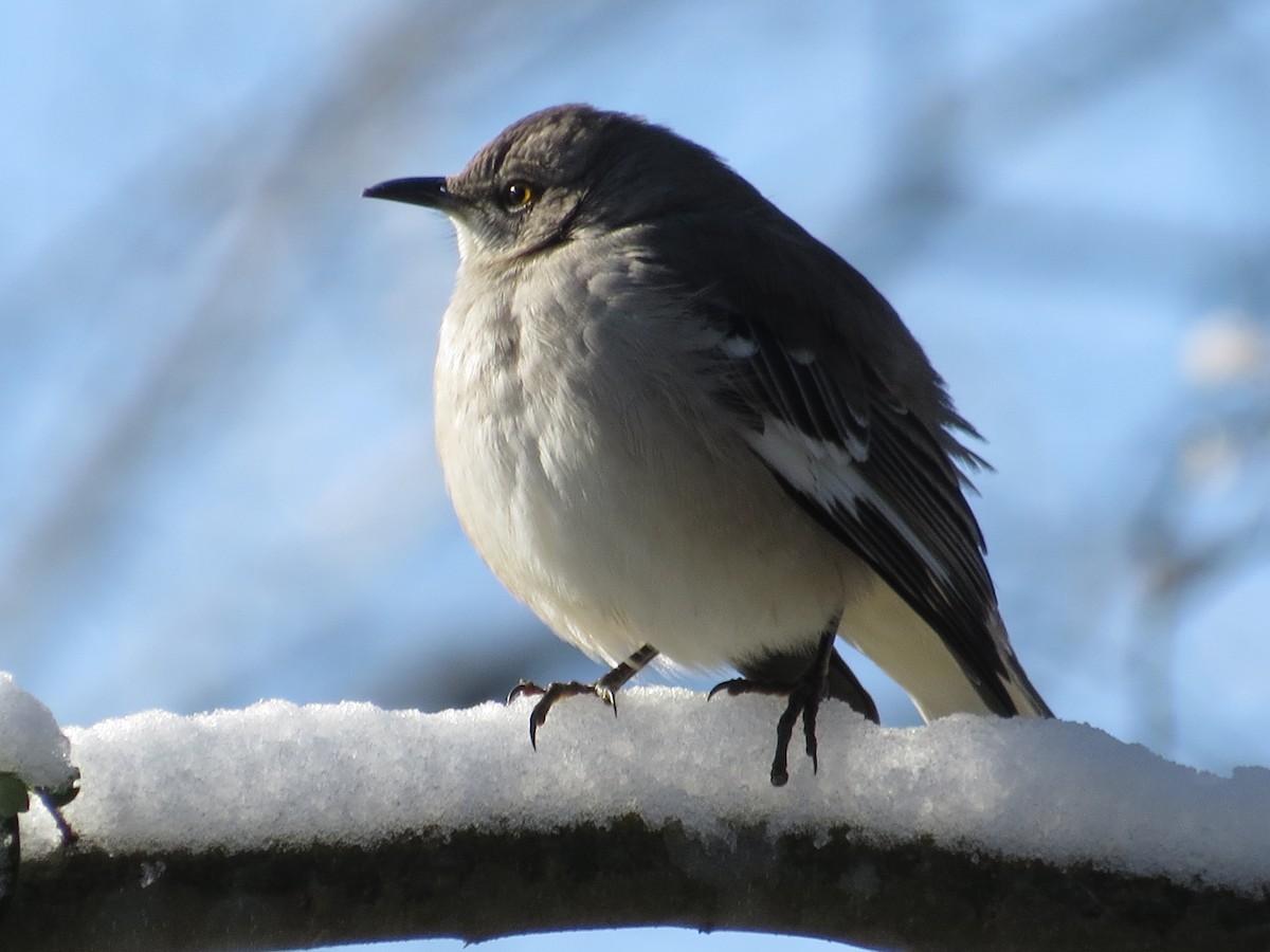 Northern Mockingbird - ML288026401