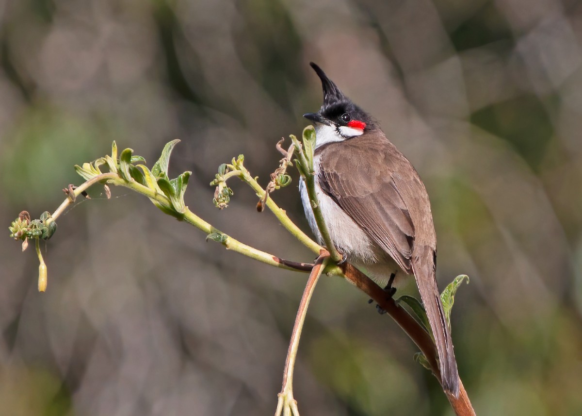 Red-whiskered Bulbul - ML288027331