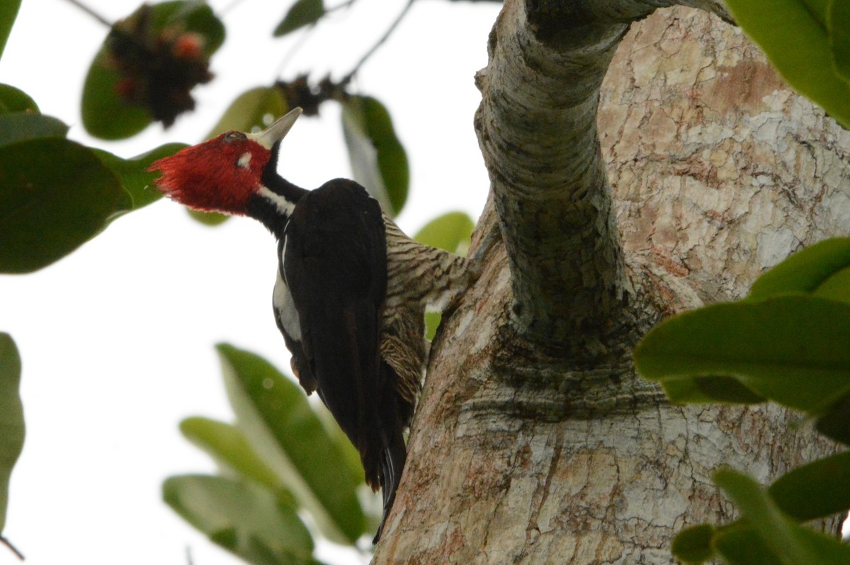 Crimson-crested Woodpecker - ML288029391