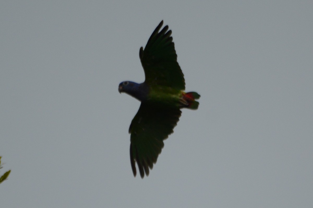 Blue-headed Parrot - ML288029411