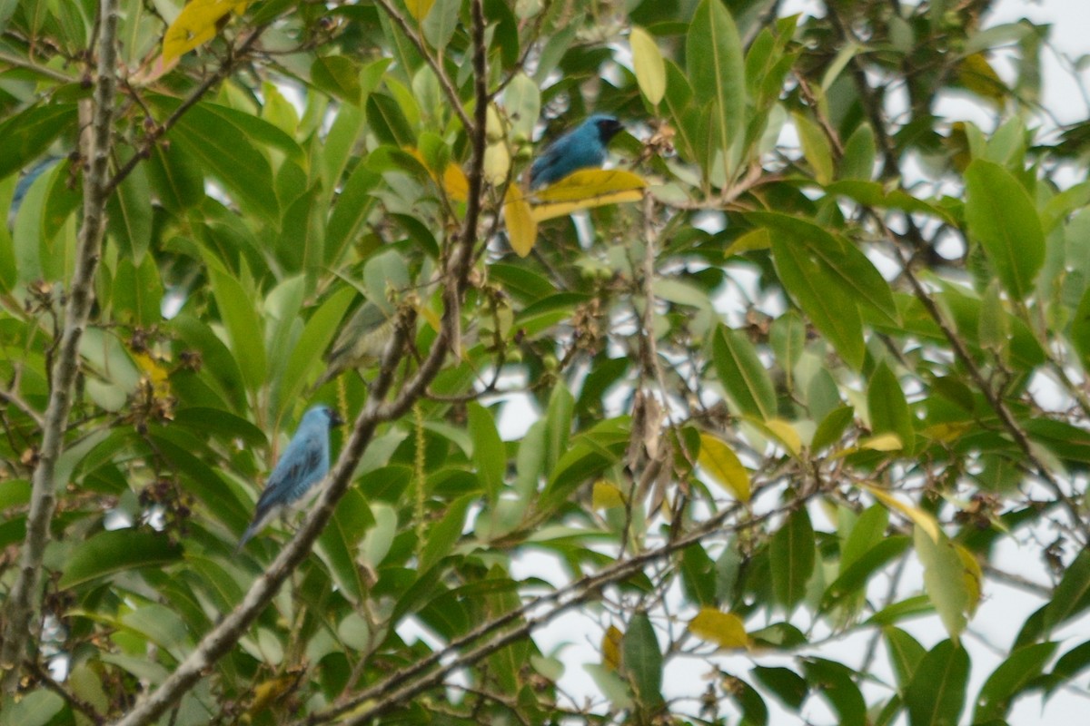 Swallow Tanager - Isabel Apkarian