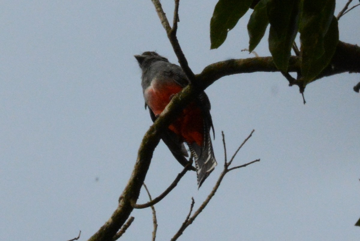 Collared Trogon - ML288029491