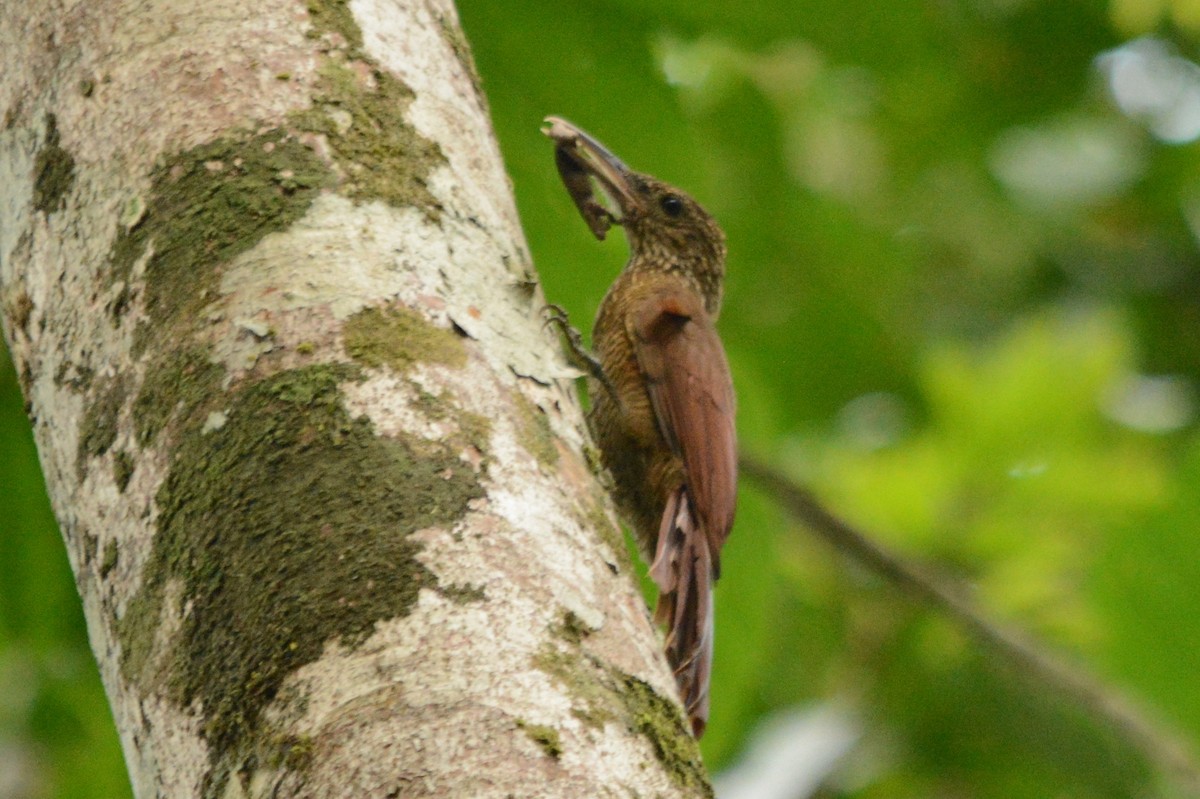 Amazonian Barred-Woodcreeper - ML288029641